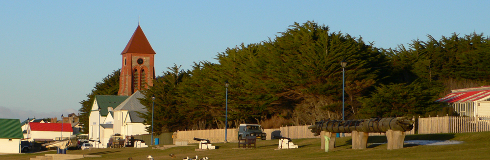 MONTEREY CYPRESS- Hesperocyparis macrocarpa in Stanley